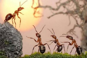 لغة النمل وهو يتكلم كما اثبت العلماء فهل النمل يتكلم ؟ شاهد بالصور والتفاصيل
