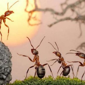 لغة النمل وهو يتكلم كما اثبت العلماء فهل النمل يتكلم ؟ شاهد بالصور والتفاصيل