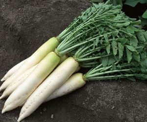 فوائد نبات الفجل لجسم الانسان واهميته على الصحةوالتوازن الجسمي بتقديم بعض النصائح