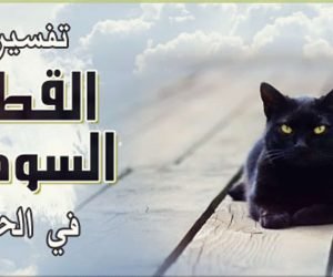 تفسير ظهور القطط السوداء فى الحلم او المنام تعرف عليها | شبكة عرب مصر