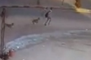 شاهد.. لحظة تعرض تلميذ لحادث مروع بمنطقة المعادي بسبب مطاردة الكلاب الضالة.. ومطلب عاجل من الأهالي