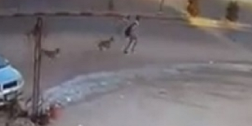 شاهد.. لحظة تعرض تلميذ لحادث مروع بمنطقة المعادي بسبب مطاردة الكلاب الضالة.. ومطلب عاجل من الأهالي