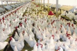 تعرف على موعد تطبيق قانون حظر بيع الطيور الحية