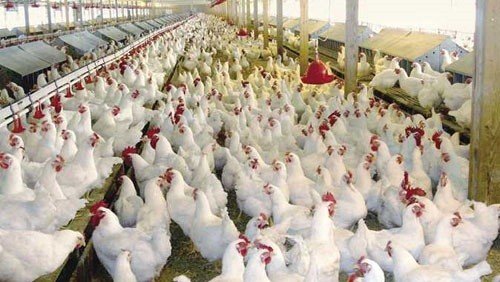تعرف على موعد تطبيق قانون حظر بيع الطيور الحية
