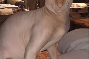 قطة ياسمين عبد العزيز تثير جدلاً كبيراً بين جمهورها على السوشيال ميديا