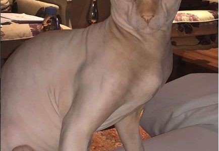 قطة ياسمين عبد العزيز تثير جدلاً كبيراً بين جمهورها على السوشيال ميديا