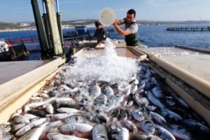 وزارة الزراعة تصرح أن الاستزراع السمكي أسرع القطاعات الغذائية نمواً